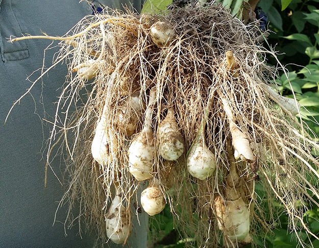 sunspud root